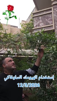 الهيومك السلوفاكي • شجرة ٢٠١٩ • بدون ثمار