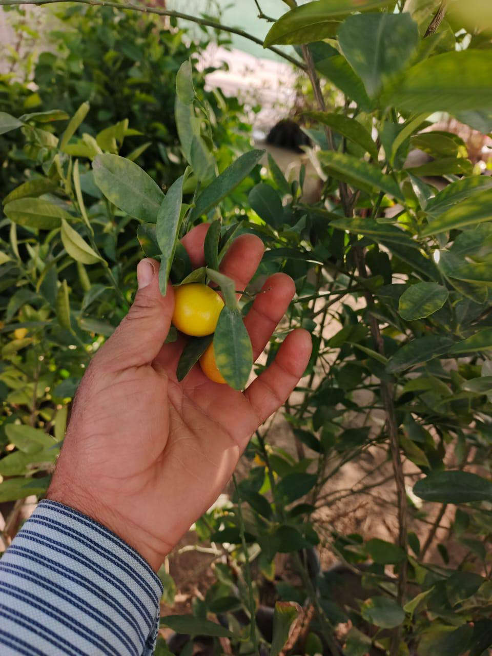 اللهم صلي على محمد وآل محمد
يتوفر تين بني مسلم السعر من 500 دينار الي 3 الف دينار وحسب الارتفاع
تين تركي اصفر من الف الي 4الف حسب الحجم 
رارنج متوفر السعر الف ونص الي الفين ونص 
برتقال بلجيس مورد السعر 3 
برتقال سندانه ارتفاع مترين السعر 5 
نومي حامض عراقي سندانه  السعر 5 
لالنكي سندانه السعر, 5 
يتوفر الياسمين المتسلق والروز المتسلق السعر 6
 كارزيا الفين 
ورد جوري سلطاني بي 2ونص 
شوكه اب الفين  
مطاط ضلي اب 3ونص 
 عطر الجاي السعر الف 
موسميات ورود كله ع الف دينار 
ددونيه عندي اب 750 دينار أو عندي بالف وربع حسب الحجم 
العنوان حله طريق الدبله مقابل الشركه الصينيه 
يتوفر خدمه توصيل محافظات جمله فقط
***********
