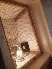 مفقسه للبيع  وياها عاكسه  تاخذ 120 بيضه  السعر 65  شراي خابر 077319253...