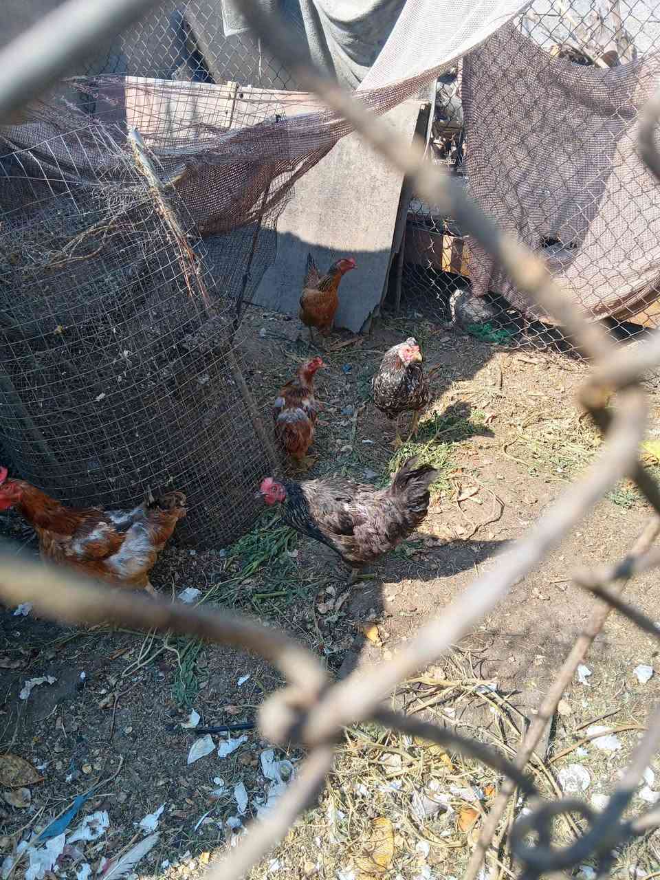 مكلفه بنشر 
دجاج عرب للبيع  نص بياض ونص كرك


**إذا كنت صاحب هذا الإعلان وتريد حذفه لأي سبب، رجاءا أرسل رسالة إلى الدعم الفني**