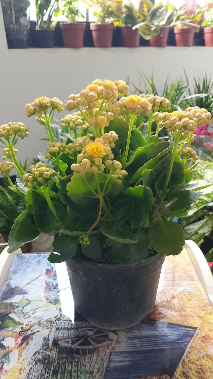 نبااتات ضليه دائميا بأنسب الاسعار يوجد لدينا توصيل جميع مناطق كركوك لل استفسار مراسلة الصفحه


**إذا كنت صاحب هذا الإعلان وتريد حذفه لأي سبب، رجاءا أرسل رسالة إلى الدعم الفني**