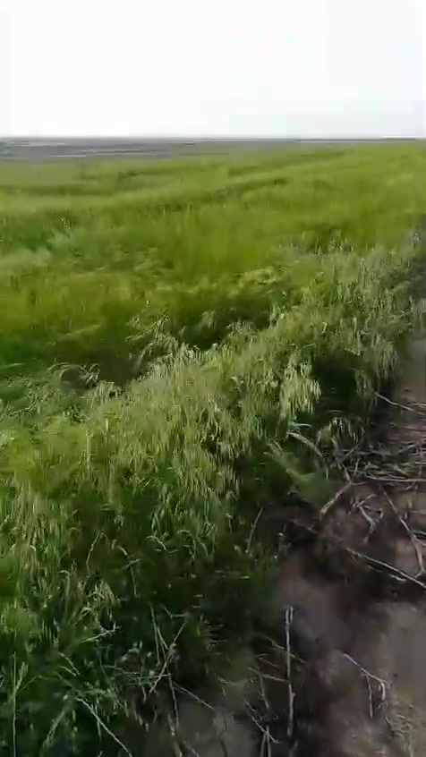 ارض زراعيه لبيع ع طريق سيد احمد الرفاعي ع الزيديه هاذ رقم صاحبه ***********مكلف بنشر

