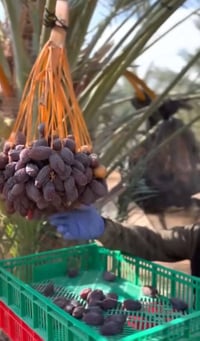 فسيل • نوع مجهول