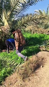 فسائل برحي • مجهول ومكتوم • واسط الصويرة