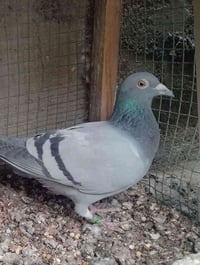 موديل ٢٣ • بغداد • خوش طيرة