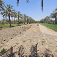 ارض زراعية • 10 دونم • للبيع • نخيل • حله ابي غرق • جسر سيد ادريس • أر...