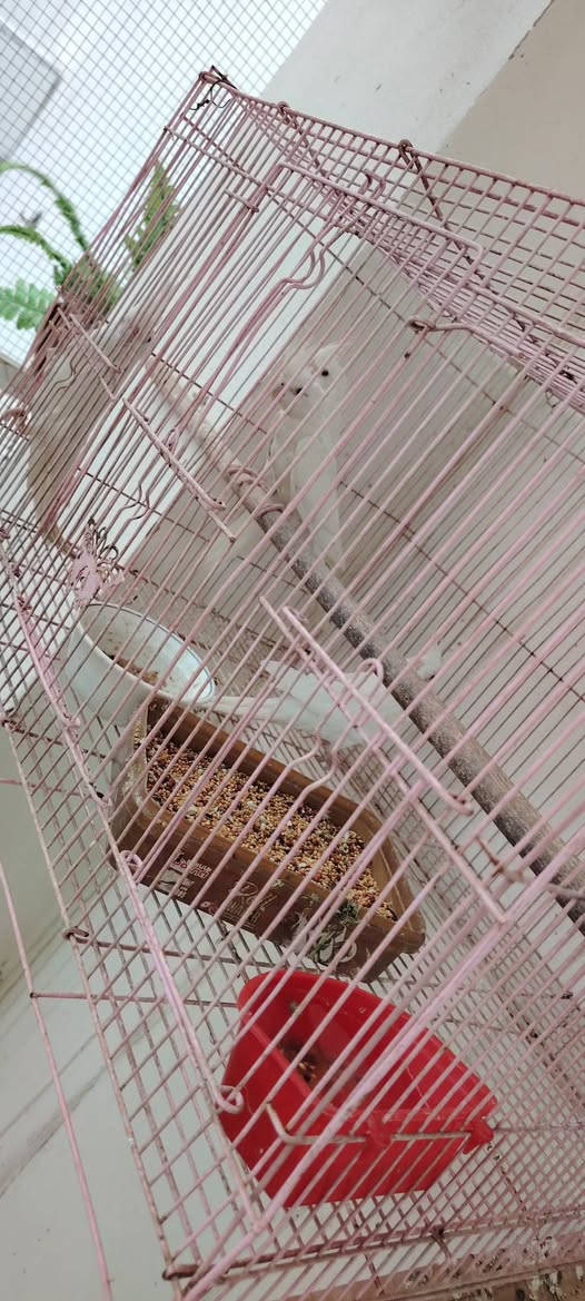 متاح زوجين البينو امايات عنوان كوت ***********
