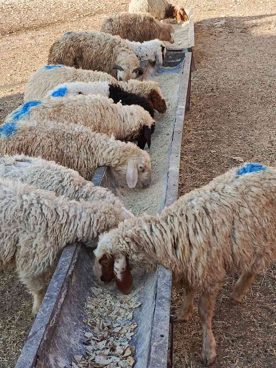 يوجد طليان وفطايم درجه اولى العدد 14 ناصحات شرط نصاحه يرهمن ربط ويرهمن ذبح سعر الواحد 160 الف قفل 🔒 بدون عمله العنوان بيجي رقم الهاتف ***********..... ‏‪***********‬‏
