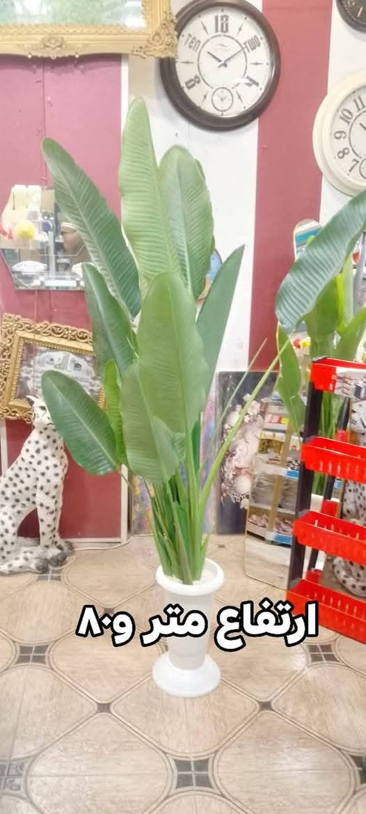 يتوفر انواع الورود
وشرط إيراني اصلي العنوان كوت انوار الصدر شارع المواكب الحسينية
توصيل متوفر
@أبرز المعجبين


**إذا كنت صاحب هذا الإعلان وتريد حذفه لأي سبب، رجاءا أرسل رسالة إلى الدعم الفني**