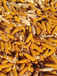 ذرة مجروش • درجة أولى • بابل الحمزه الغربي