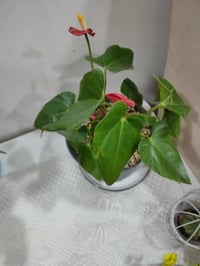 نباتات ضلية • نباتات • ديكور