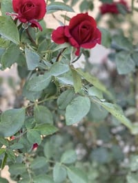 مشتل ديالى • ورد جوري • أسمدة ومبيدات