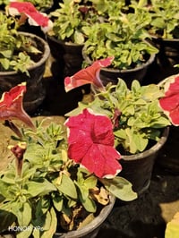 اشجار مثمرة • نبك مطعّم • توصيل السماوه