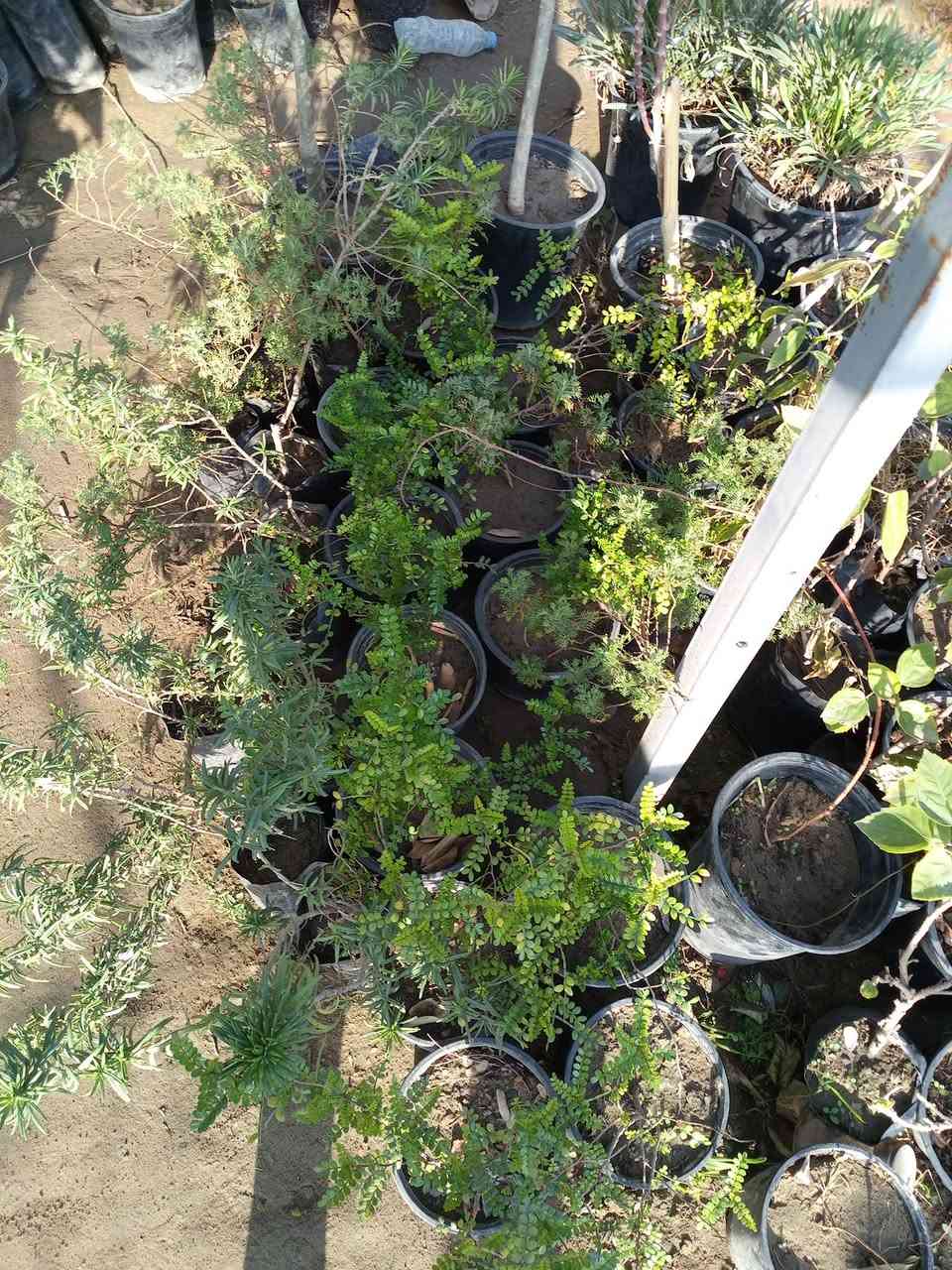 جمعه مباركه  اللهم صلي على محمد وال محمد تم وصول وجبه جديده من الضليات بأنواعهه والحمضيات والورد الجوري بأنواعه واحجامه والورد الايراني بمختلف الالوان وبأسعار تنافسيه يعني بسعر الجمله وعنده جمله لاصحاب المشاتل وعنده توصيل هم كل مناطق المسيب يعني تريد تزورنه مليون هلا مالك خلك مابيك حيل اتصل وكلشي يوصلك لباب بيتك عنوانه مسيب حي المعلمين قرب سكت القطار مشتل الشمري ***********
