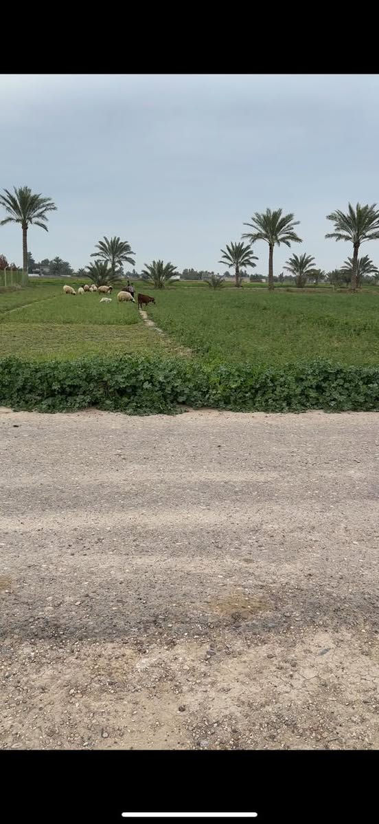 دونم للبيع _ ابو غريب- حميد شعبان 
 خدماته : ماء كهرباء تبليط
الواجهة: 33.4 متر 
النزال: ٧٥ متر 
*********** بي واتس
***********
السعر : ١٣٣ وبي مجال
