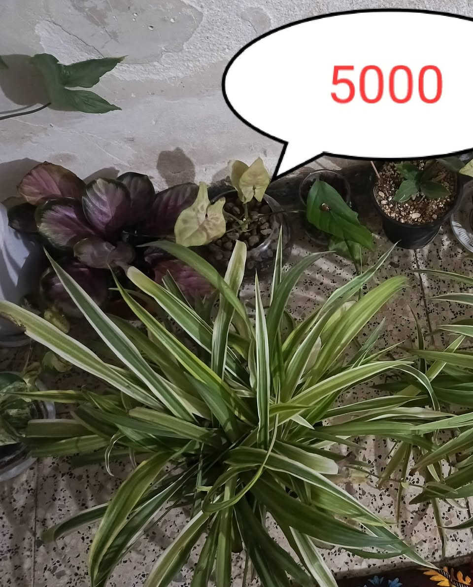متوفر خدمه توصيل لجميع المحافظات وداخل كركوك..... نشرتهن بسبب نحجزو ومايجاوبون الي حجزوهم ف اخواني خواتي الي يطلب مو يخلي الطلب معلق لان اني هم على باب الله


**إذا كنت صاحب هذا الإعلان وتريد حذفه لأي سبب، رجاءا أرسل رسالة إلى الدعم الفني**