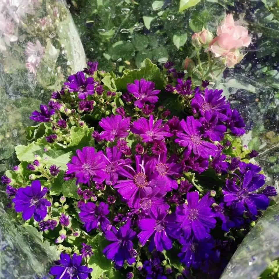 سناريا
نبات خارجي دائمي  ذو ازهار جميلة ومتعددة الالوان 
متوفر الان ..

للطلب والاستفسار يرجى مراسلة بريد الصفحة 

او الاتصال على الهواتف التالية 

 ***********
***********
   

تتوفر خدمة توصيل داخل سامراء فقط 

العنوان 
مشتل ربيع قرطبة  / سامراء / حي الشهداء/ شارع 2000
