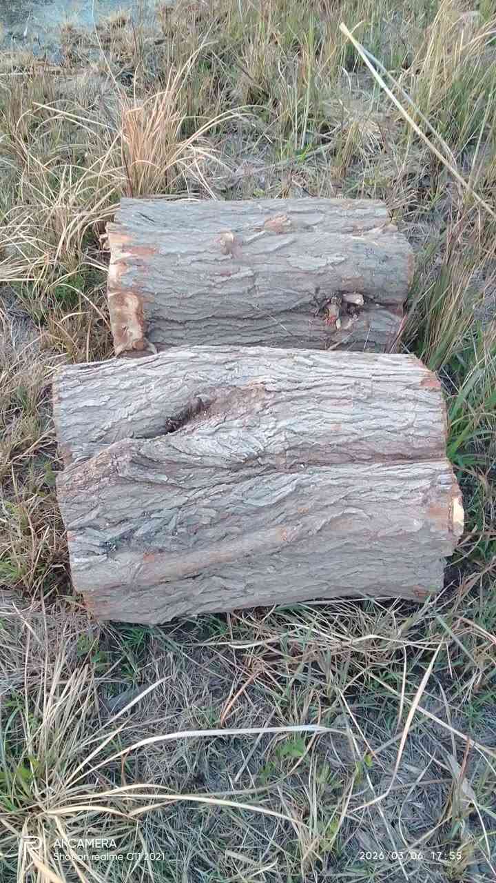 سلام عليكم متوفر كند كصابة نوع توث سعر الوحدة ٧٥ليحب يتصل ***********
