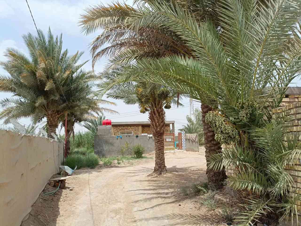 سلام عليكم ورحمة الله وبركاته
ارض زراعيه للبيع ٣دونم عقد زراعي ١١٧ 
تحتوي على ..
١-ثلاث بيوت 
٢-نخل ١٥٠ حمال 
٣مولده كبيره 
٤-حقل مع معداته كامل 
   الخدمات 
شارع سبيس يبعد عن الشارع التبليط الجديد ٣٠٠متر 
كهرباء محوله بلباب ام ٤٠٠ 
ماء اساله متوفر //////تبعد عن مركز المدينه والمدارس والمركز الصحي كيلو متر 
السعر ١٧٥ بيها مجال قليل 
المكان قضاء السدير  السوره الثانيه 
للاستفسار متواجد ع نت


**إذا كنت صاحب هذا الإعلان وتريد حذفه لأي سبب، رجاءا أرسل رسالة إلى الدعم الفني**