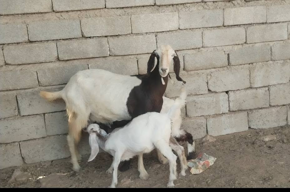 سلام عليكم من رخصت الادمن يوجد صخله شاميه سن وشطر وراها توم جدايه شرط النصاحه علا كل عيب مابيهن الاستفسار *********** / ***********
