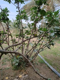 بابل المسيب • 6 دونم • صك وخدمات