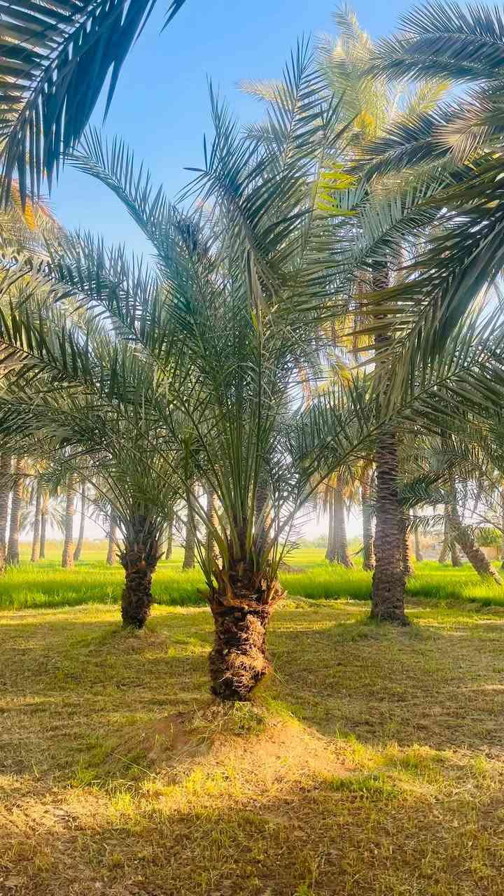 🌴 للبيع نخيل خستاوي كبير ومثمر 🌴
فرصة مميزة لأصحاب البساتين والراغبين بالاستثمار الزراعي.

✅ العدد: 8 نخلات

✅ الصنف: خستاوي

✅ أشجار كبيرة وقوية.

✅ قسم منها محمل بالتمر لهذا الموسم، والقسم الآخر يحمل في الموسم القادم.

💰 سعر النخلة الواحدة: 50,000 دينار عراقي فقط.

📍 العنوان: واسط – قضاء الصويرة – قرية جويميسة الغربية.

📞 للاتصال: ***********

📱 واتساب: ***********

للجادين فقط، والصور المرفقة توضح حالة النخيل وحجمها.

الأولوية لمن يحجز أولاً.

🌴🤝
