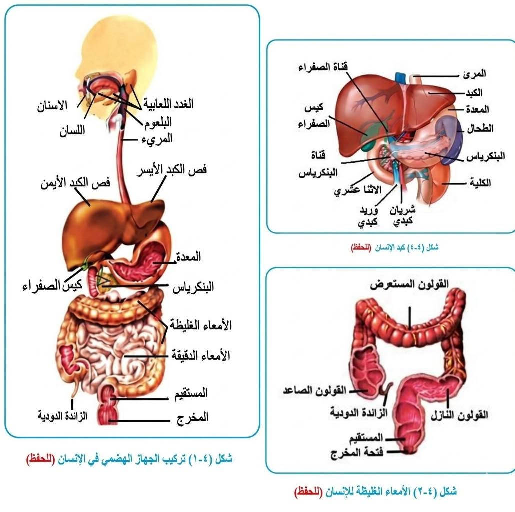طلاب الثالث متوسط 
تضمن اكثر من 1️⃣5️⃣  اربع صفحات رسوم الاحياء☑️


**إذا كنت صاحب هذا الإعلان وتريد حذفه لأي سبب، رجاءا أرسل رسالة إلى الدعم الفني**