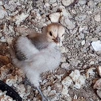 وصاويص • فروخ دجاج • صيصان • كتاكيت • دجاج صغير