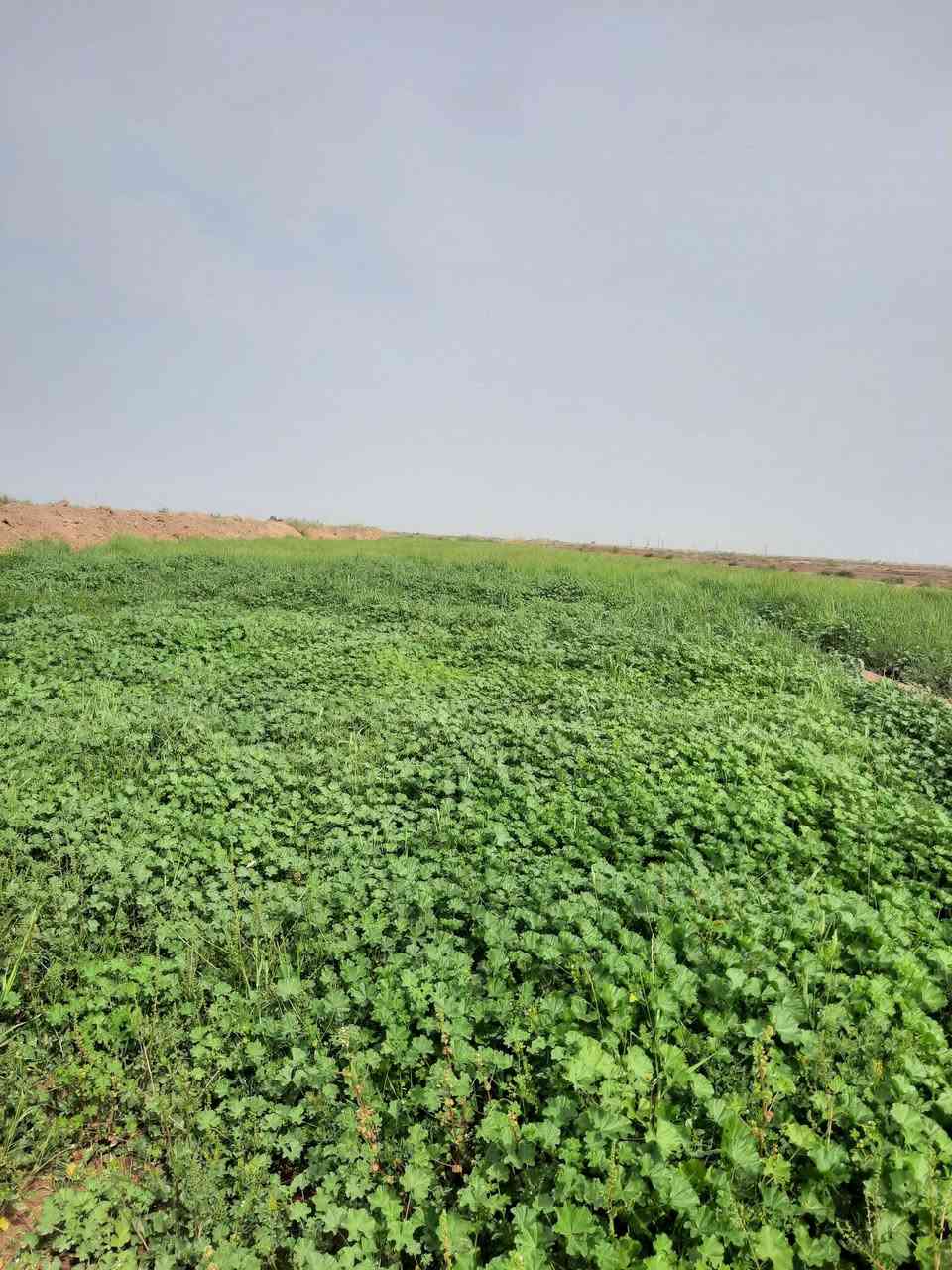 سلام عليكم
شروه البيع بيها 14 دونم ودونمين جت وياها ماطور وماي بيها 
مكان قلعه سكر على طريق معمل زيوت علاشارع 
خوان مكلف بنشر رقم صاحب شروه ***********
