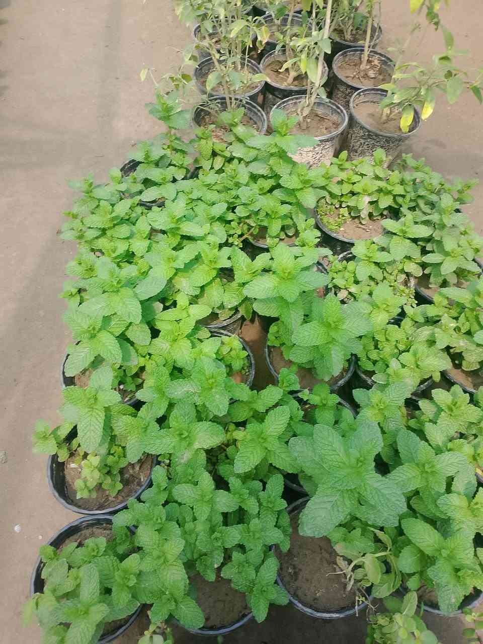 (بسم الله))
((مشتل الأنوار))🌻🌷🌵
يعلن مشتل الأنوار عن توفير كافة النباتات الزينه والنباتات الداخلية والحمضيات داخل المشتل وبأسعار تنافسيه 🔥🔥
زورونأ في العنوان الدائم🔥🔥
العنوان الصويره الشارع العام  مجاور مجمع أبو زهراء للسيراميك 🔥🔥 
للتفاصيل اكثر داخل الصور 
ويوجود خدمه توصيل  🚛 🚚 🚗


**إذا كنت صاحب هذا الإعلان وتريد حذفه لأي سبب، رجاءا أرسل رسالة إلى الدعم الفني**