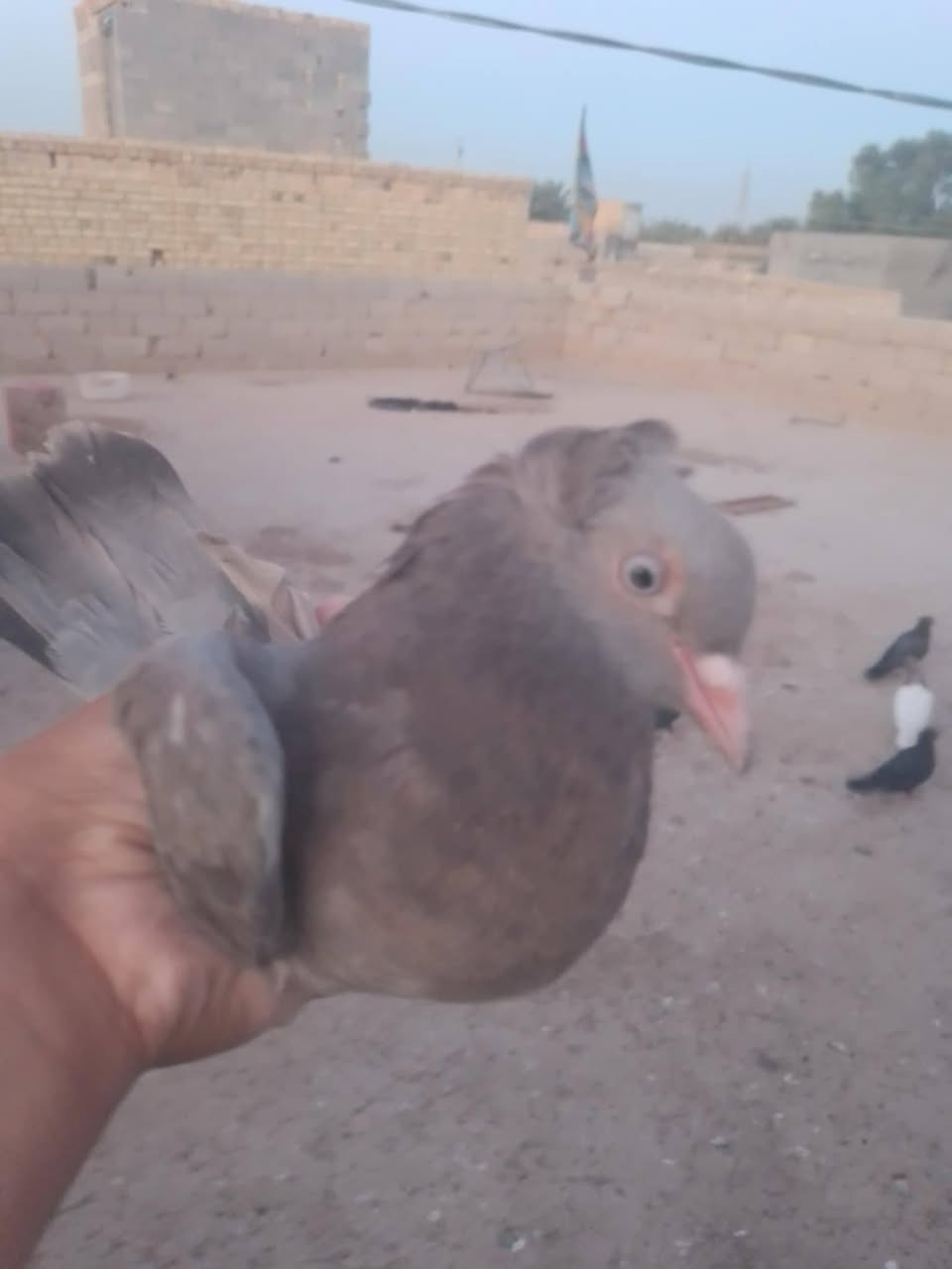طیور10 مروس باسکن حجم26 شعتک من بسکنات شرای خاص لمکان سماوه بل مملحه تقطیع بحیرہ ساوہ


**إذا كنت صاحب هذا الإعلان وتريد حذفه لأي سبب، رجاءا أرسل رسالة إلى الدعم الفني**