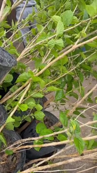 قضاء الهوير • مشتل • محطة وقود