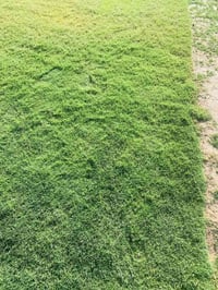 ثيل ديالى • ثيل هندي • توصيل ٢٤ساعة