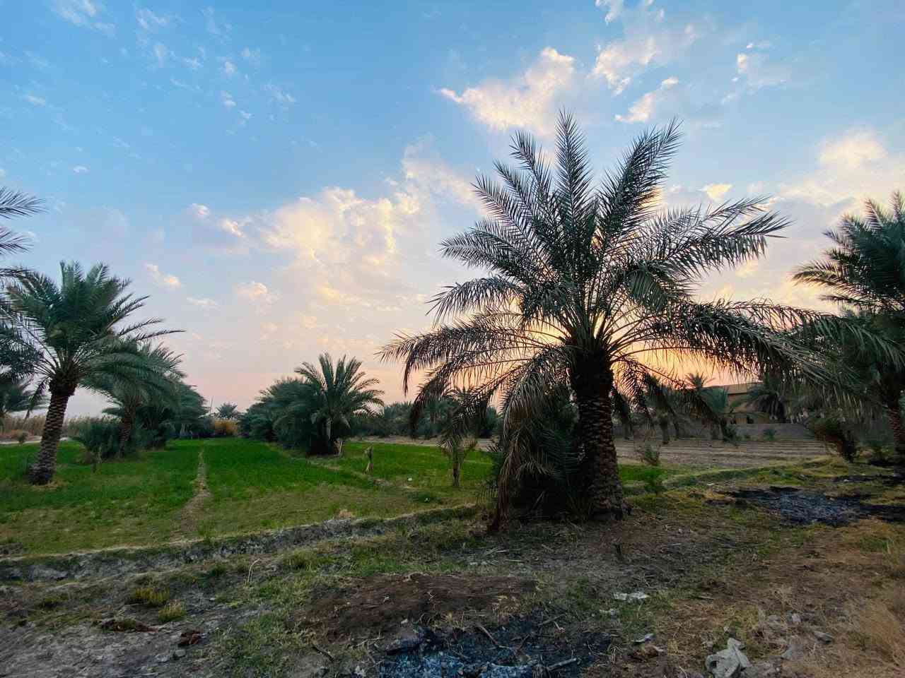 السلام عليكم 3 دونم طابو زراعي سند 25 ; طابو الكاظميه . 
واجهه الدونم 27 تباع تقطيع او كليا حسب رغبه المشتري
الارض مزروعه وكامله بيهه 50 نخله وبيهه 20 زيتونه 
شارع تبليط - ماء - كهرباء - ماء سقي  
تبعد عن الكاظميه 15 دقيقه موقع الارض التاجي سبع البور -
- البصام -
*********** بي واتساب #
