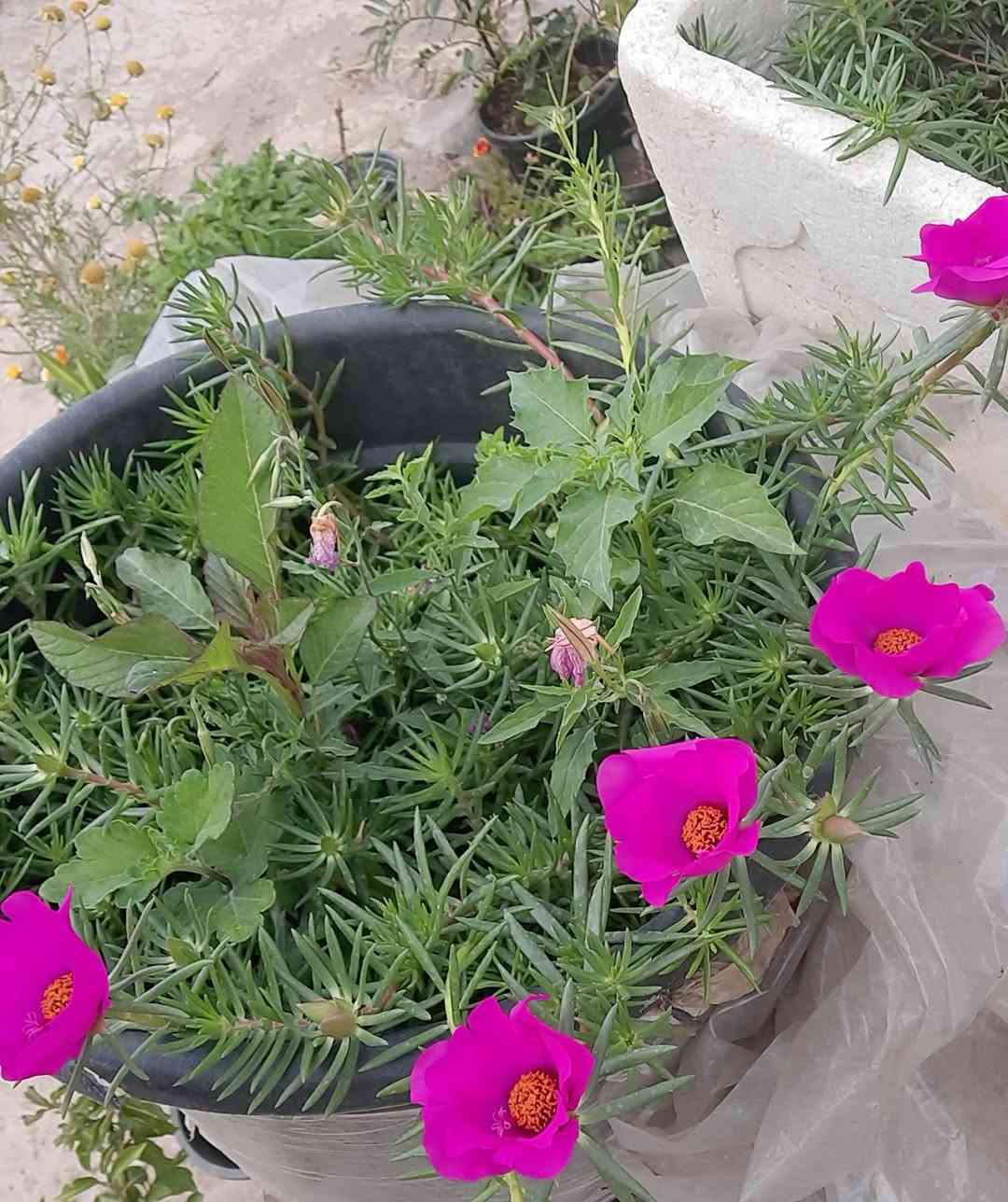 جمال وردالبربين وورد الصباح


**إذا كنت صاحب هذا الإعلان وتريد حذفه لأي سبب، رجاءا أرسل رسالة إلى الدعم الفني**