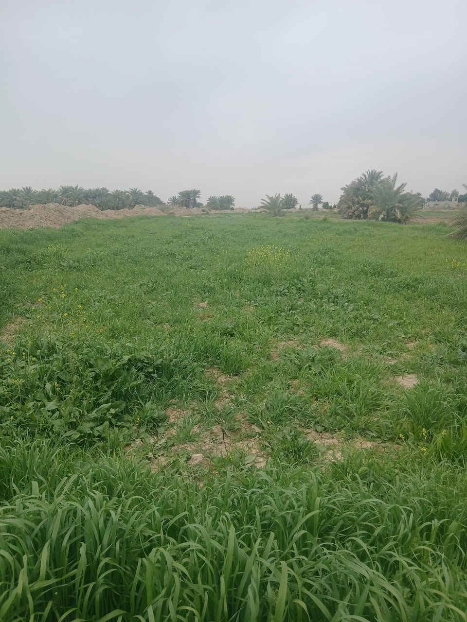 سلام عليكم شروه لبيع مكان رفاعي  27 دونم  ***********    🌾
