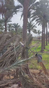 الي عنده نخل بل بيت بستان موجود أحد يلقح وينضف بسعر مناسب وهذا رقم0781...