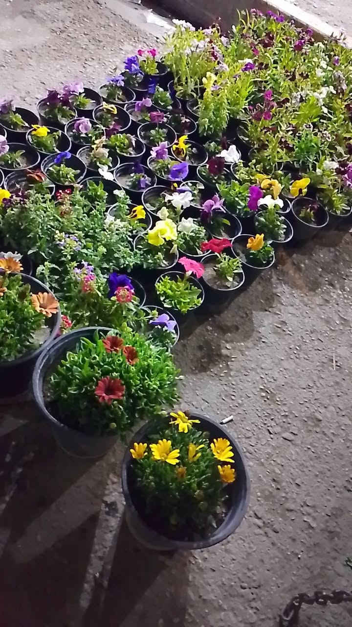 ورده ب 500 مجاور مجمع العسافي
الان ***********
