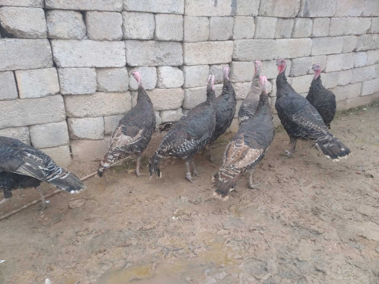 للبيع علو عدد 8 نصحات فول صحه خشن ع مبياض فكات مكان موصل جانب ايمن شراي يتصل ع رقم او ***********
***********
