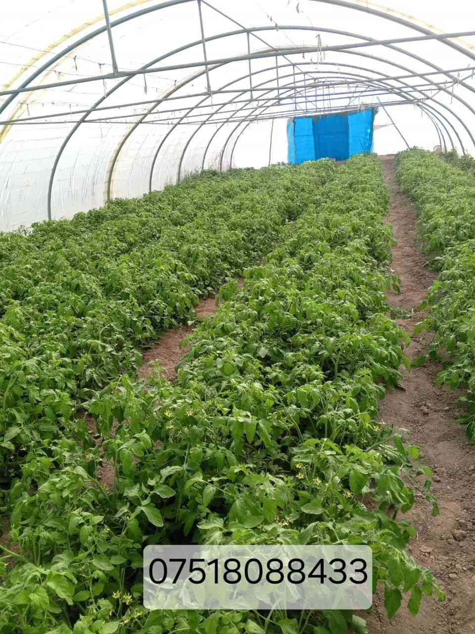 للبيع
بيتين نايلون لزراعة الخيار جاهزين .. مجرد المشتري يقوم بنقلهما إلى أرضه 

للمزيد الاتصال بالرقم الموجود على الصورة.
