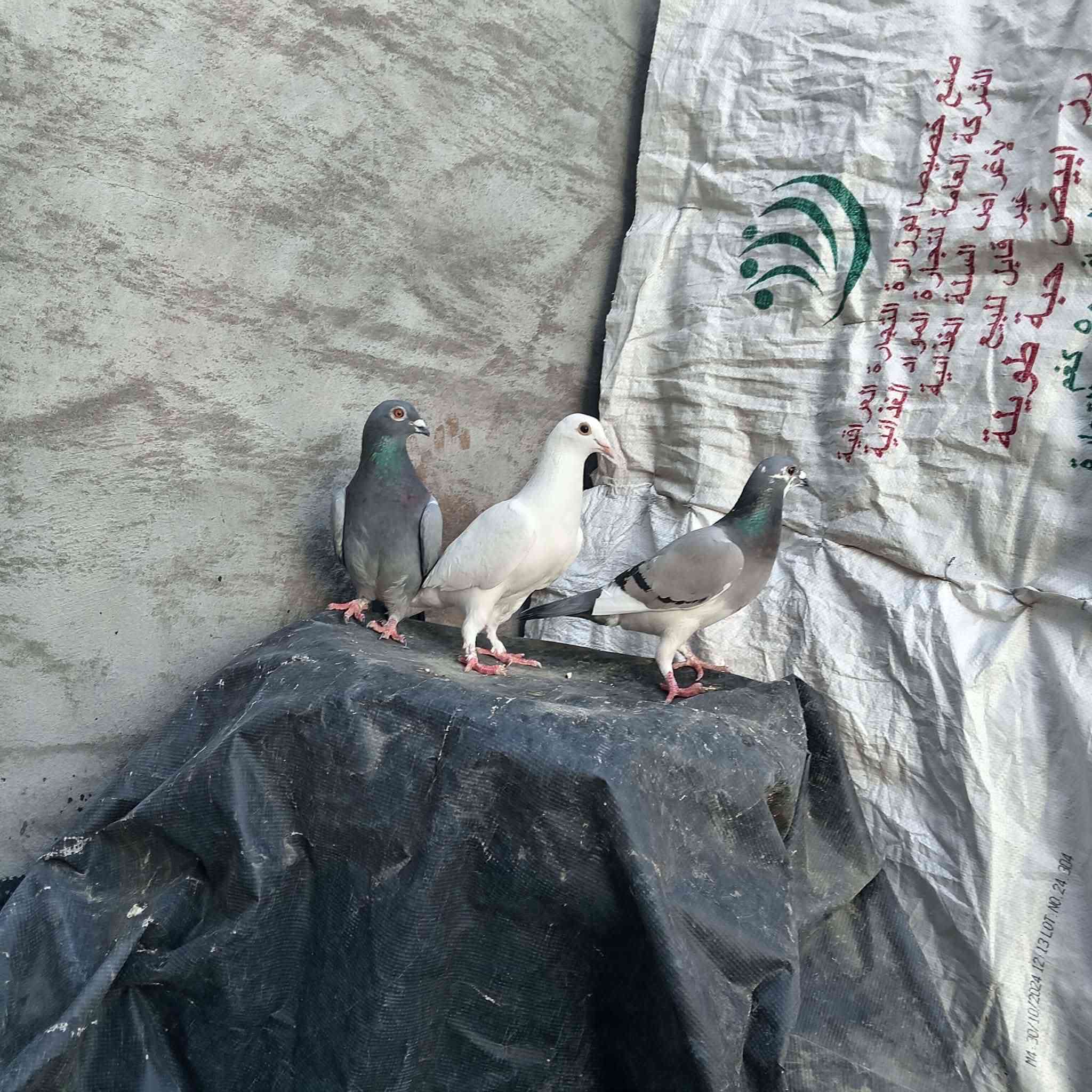 متاح زوج زواجل بيض بعدهن مخالف
وياهن 3 نثايه زواجل سعر الزوج 10 
المكان الرمادي سجاريه


**إذا كنت صاحب هذا الإعلان وتريد حذفه لأي سبب، رجاءا أرسل رسالة إلى الدعم الفني**