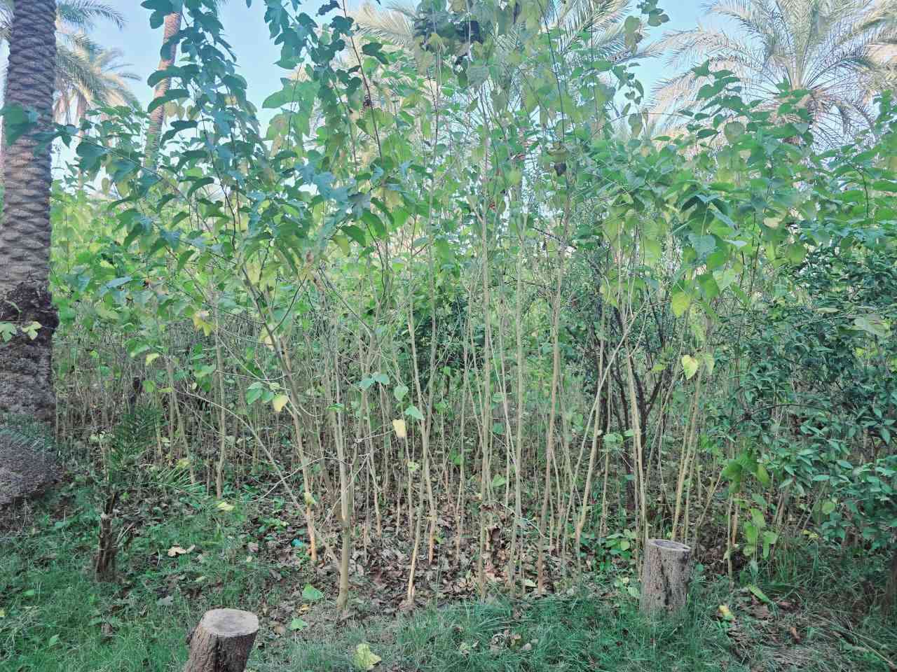 ويتوفر حمضيات برتقال ونومي حامض ونارنج شرط اصل حسينية العنوان كربلاء الحسينية قرب جسر 🌉 الإبراهيمية 

سعر التكي مشلوع وكامل تريد بليفه تريد سندانه السعر 3 الاف احجام خشنه والعدد مفتوح اي استفسار اتصلوا بالأرقام 

(  ***********  )(  ***********  )
