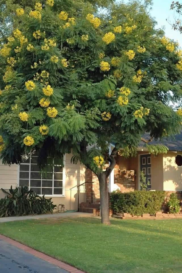 أكاسيا 💛✅
مصري اصفر 
شجرة🌳 اكاسيا جلوكا
الاسم العلمي: كاسيا جلوكا
((تتبع صنف الكاسيات)
 
الإرتفاع مترين ونص 
السعررر //5 الف


**إذا كنت صاحب هذا الإعلان وتريد حذفه لأي سبب، رجاءا أرسل رسالة إلى الدعم الفني**