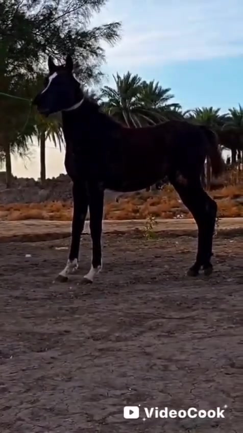 الهم صلي على محمد وآل محمد  مهره دهمه  رقم واحد كامله المواصفات هوازيه فناص وجمال والكشخه راس وشليل مهره دم حار عمره 8تشر  وين عشاكت زين ويدور درجه واله العنوان بابل بشوملي الاستفسار خوكم ابو محمد اكو توصيل جميع المحافظات العراق حسب تفاق  ***********واتساب 
***********واتساب          🧿 اسم المهره قمر 🧿
***********واتساب
