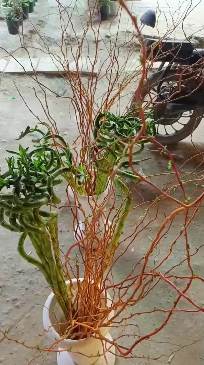 جلد نمر 5000+2500 عصى موسى 2000 عصى الذهب1000 ورد حوري 2000 عنوان سبع البور شارع السوداني مجاور الحذاء الذهبي يوجد خدمة توصيل


**إذا كنت صاحب هذا الإعلان وتريد حذفه لأي سبب، رجاءا أرسل رسالة إلى الدعم الفني**