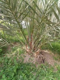 شجرتين • تنقلع بطينتها • واسط الصويرة