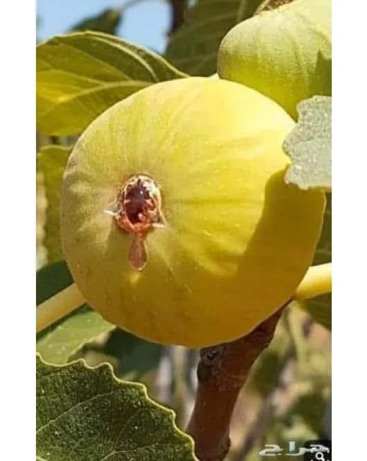 عرض خاص ✌️ #شي_على_شي_يم_مشتل _نور _الهدى _أرخص _ شي 
#مشتل_نور_الهدى  **يرحب بكم**.
السعر 2500 فقط 
تين اصفر / تين اسود 
  اسماعيل. *********** 
احمد.     *********** 
العنوان محافظة الانبار- حديثة صعدة الحي العسكري 
مقابل سالم للادوات الاحتياطية / ومجاور فلس ونص
