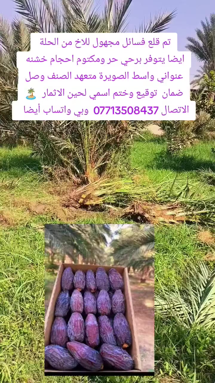 السلام عليكم اخواني اقرأ المنشور ارجو منكم لحد يزعل الرد على الخاص ماجاي الحك كثرة الرسائل وهاي نعمه الحمدالله وفضل من رب العالمين العالم تريد الثقه لان اليوم اقسم بالله اجاني رجال كبير العمر بشهود ناس يمي واثنين من كادر مشتلنا  على اساس مشتري  برحي من واحد  وجاب طليعة كاصهة من النخله ويريد يعرف هاي انثى شفته فحل كتله هاي ناس ما تخاف الله مع الاسف  يخدم النخلة وتعب 4 سنوات  عمي اني الي ابيع اله تصوير  ومتعهد بوصل ضمان الصنف  واهلي ناس معروفين اني ابن عرب واصل وفصل شلون اكل حرام  الف رحمة على روحك يا ابوي من علمتنا على الحلال  اخوان عنواني واسط الصويرة الاسم علي مصحب الشمري معروفين بكل المحافظات زرعنا النخل من قبل اخوي مشتل سلام  الشمري للنخيل  ادخل البيج وشوف من سنين نزرع للناس تحية طيبه لكل من يتابعني 
ومشاركة الصفحه لدعم الزراعة اخوكم علي الشمري البيع النخيل


**إذا كنت صاحب هذا الإعلان وتريد حذفه لأي سبب، رجاءا أرسل رسالة إلى الدعم الفني**