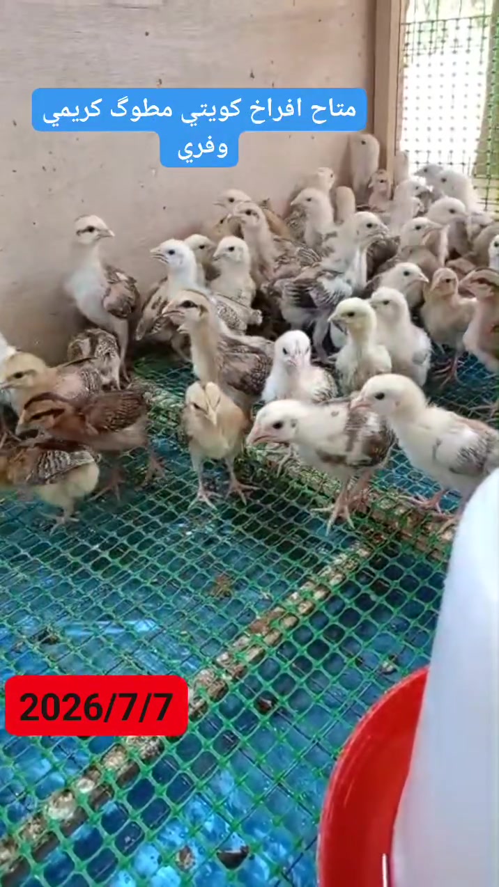 متاح افراخ كويتي


**إذا كنت صاحب هذا الإعلان وتريد حذفه لأي سبب، رجاءا أرسل رسالة إلى الدعم الفني**