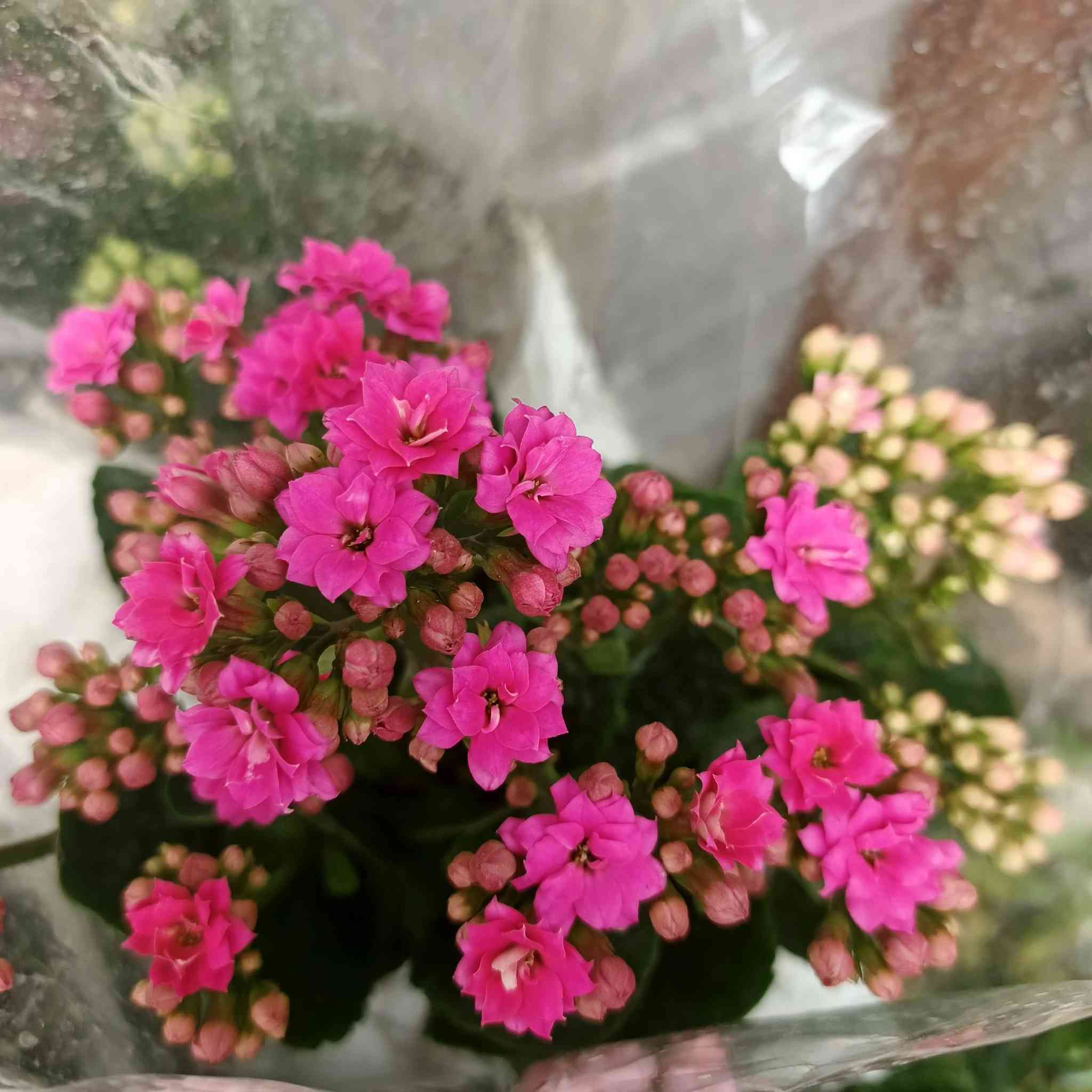 وصول الان🤗🌹
#مشتل_النورين 
 الثيل السجادي 🍀🌿
 لاين حدائق 🌴
ورد جوري كافة الانواع🌹💐
 اوراد الزينه الضلي والخارجي 🎍

عنواننا:#واسط_الصويرة_شارع_الغطاس_خلف_المجمع_السوري 🪻

أوقات الدوام 
من الساعة 8:00 صباحاً
إلى الساعة 7:00 مساءً 
 كذالك يتوفر توصيل داخل صويره فقط 🚖🚘


**إذا كنت صاحب هذا الإعلان وتريد حذفه لأي سبب، رجاءا أرسل رسالة إلى الدعم الفني**